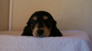 2012.1.24生まれブラック＆クリーム女の子