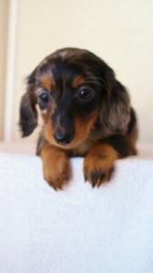 2012.1.13生まれシルバータンダップル男の子