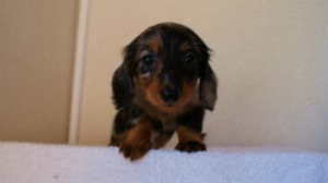 2012.1.13生まれシルバータンダップル男の子