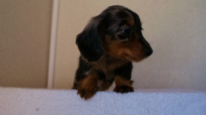 2012.1.13生まれシルバータンダップル男の子