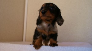 2012.1.13生まれシルバータンダップル男の子