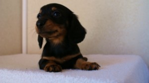 2012.1.13生まれブラック＆タン女の子