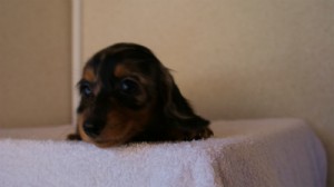 2012.1.13生まれシルバータンダップル女の子