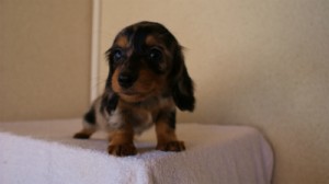 2012.1.13生まれシルバータンダップル女の子