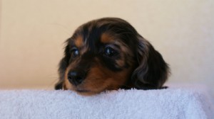 2012.1.13生まれシルバータンダップル女の子