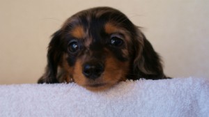 2012.1.13生まれシルバータンダップル女の子