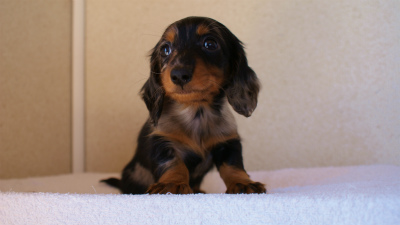 2012.1.13生まれシルバータンダップル男の子