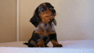 2012.1.13生まれシルバータンダップル男の子