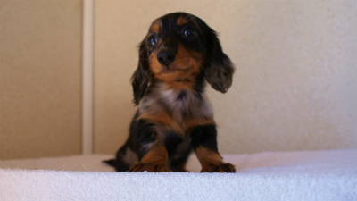 2012.1.13生まれシルバータンダップル男の子