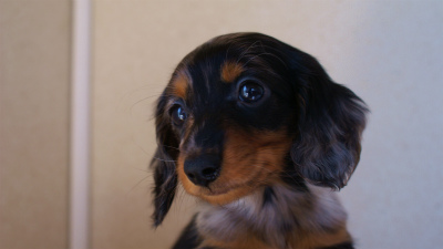 2012.1.13生まれシルバータンダップル男の子