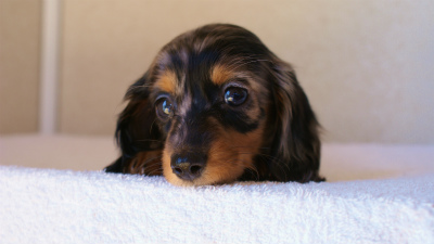 2012.1.13生まれシルバータンダップル女の子