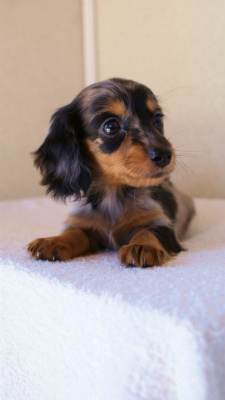 2012.1.13生まれシルバータンダップル女の子