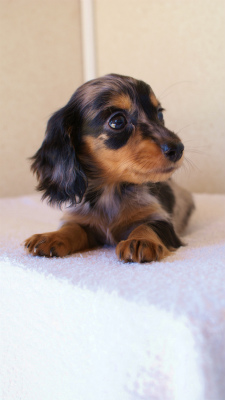 2012.1.13生まれシルバータンダップル女の子