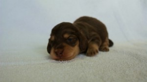 2012.3.5生まれ　ミニチュワ　チョコ＆クリーム　女の子