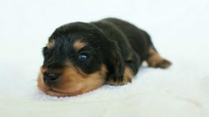 2012.3.5生まれブラック＆クリーム　男の子