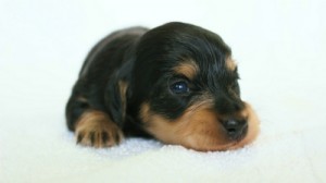 2012.3.5生まれブラック＆クリーム　男の子