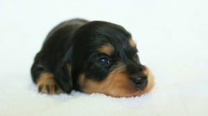 2012.3.5生まれブラック＆クリーム　男の子