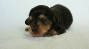 2012.3.5生まれブラック＆クリーム　男の子