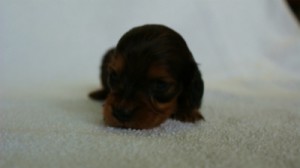 2012.3.3生まれ「ももの子」シューデットレット 男の子 2012.3.3生まれ「ももの子」シューデットレット 男の子