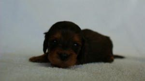 2012.3.3生まれ「ももの子」シューデットレット 男の子 2012.3.3生まれ「ももの子」シューデットレット 男の子