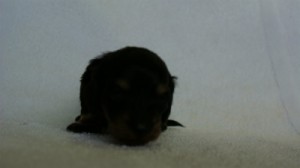 2012.3.3生まれ「ももの子」ブラック＆クリーム　男の子