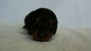 2012.3.3生まれ「ももの子」ブラック＆タン　女の子