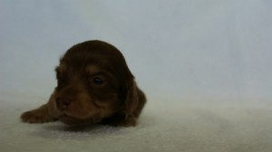 2012.3.5生まれ「エルナの子」チョコ＆クリーム　女の子