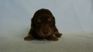 2012.3.5生まれ「エルナの子」チョコ&クリーム 女の子 2012.3.5生まれ「エルナの子」チョコ&クリーム 女の子