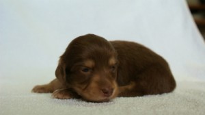 2012.3.5生まれ「エルナの子」チョコ&クリーム 女の子 2012.3.5生まれ「エルナの子」チョコ&クリーム 女の子