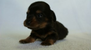 2012.3.5生まれ「エルナの子」ブラック＆タン　男の子