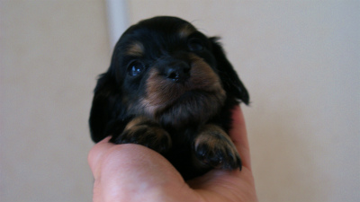 2012.3.3生まれ「ももの子」ブラック＆クリーム　女の子　子犬
