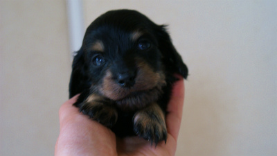 2012.3.3生まれ「ももの子」ブラック＆クリーム　女の子　子犬