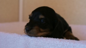 2012.3.11生まれ「シャーディーの子」ブラック&クリーム　男の子　子犬