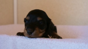 2012.3.11生まれ「シャーディーの子」ブラック&クリーム　男の子　子犬