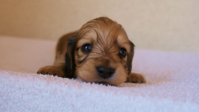 2012.3.11生まれ「ユジンの子」シューデットクリーム男の子　子犬