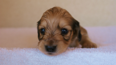 2012.3.11生まれ「ユジンの子」シューデットクリーム男の子　子犬