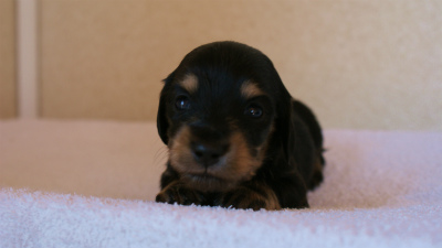 2012.3.11生まれ「ユジンの子」ブラック&クリーム男の子