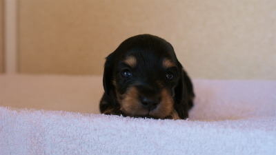 2012.3.11生まれ「ユジンの子」ブラック&クリーム男の子