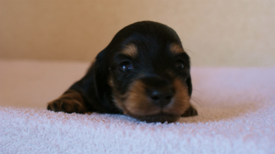 2012.3.11生まれ「ユジンの子」ブラック&クリーム男の子