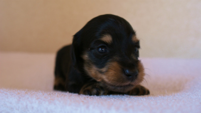 2012.3.11生まれ「ユジンの子」ブラック&クリーム男の子