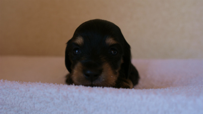 2012.3.11生まれ「ユジンの子」ブラック&クリーム男の子