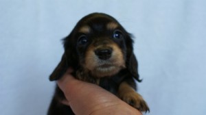 2012.2.29生まれ「ハナビの子」ブラック＆クリーム　女の子　子犬