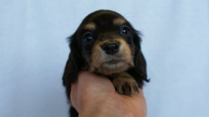 2012.2.29生まれ「ハナビの子」ブラック＆クリーム　女の子　子犬