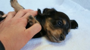 2012.2.29生まれ「ハナビの子」ブラック＆クリーム　女の子　子犬