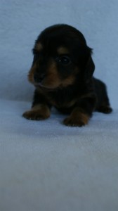 2012.3.5生まれ「エルナの子」ブラック＆タン　男の子　子犬