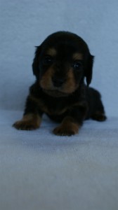 2012.3.5生まれ「エルナの子」ブラック＆タン　男の子　子犬