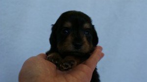 2012.3.5生まれ「エルナの子」ブラック＆タン　男の子　子犬