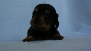 2012.3.5生まれ「エルナの子」ブラック＆タン　男の子　子犬