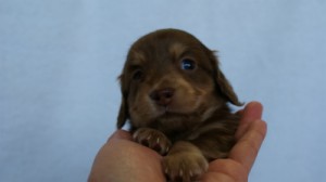 2012.3.4生まれ「エルナの子」チョコ&クリーム 女の子 子犬 2012.3.4生まれ「エルナの子」チョコ&クリーム 女の子 子犬