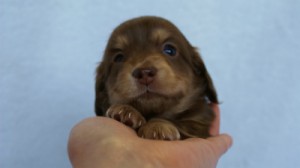 2012.3.4生まれ「エルナの子」チョコ&クリーム 女の子 子犬 2012.3.4生まれ「エルナの子」チョコ&クリーム 女の子 子犬